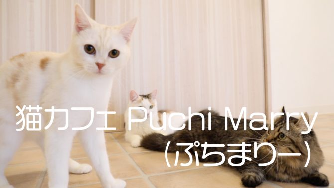 猫カフェ Puchi Marry（ぷちまりー）沖縄北谷店